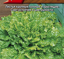 Салат Тайфун (листовой)