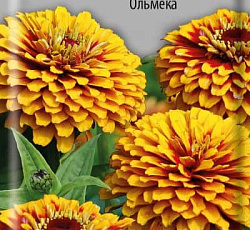 Цинния Мексика Ольмека