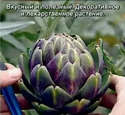 Артишок Гурман